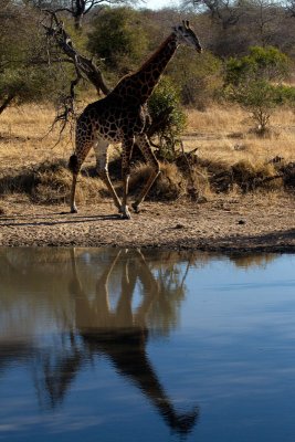 Giraffe Reflection