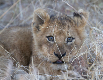 Lion Cub 
