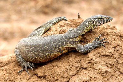 Nile Monitor