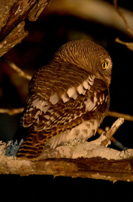 Pearl Spotted Owlet