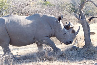 Rhino and Buffalo