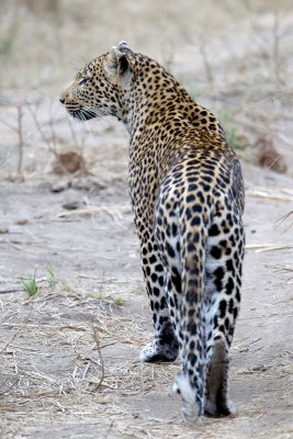 Leopards of Lion Sands 2011