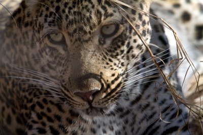 Scotia Female Leopard