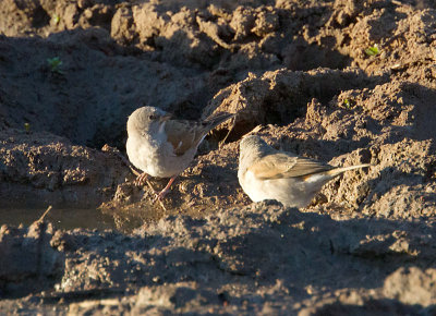 Grey Headed Sparrows
