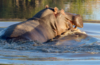 Unhappy Hippo