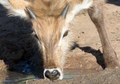 Young Male Waterbuck Drinking