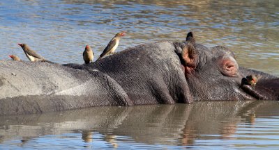 Hippo And Oxpeckers