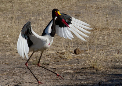 Saddle-Stork with Tai Chi Perfomance