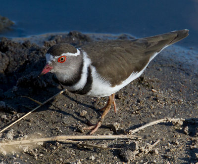 Three Banded Plover