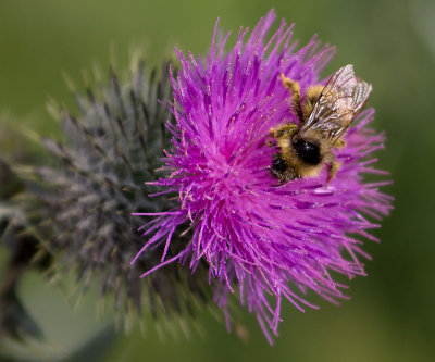 Bee on Flower