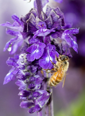 Bee on Flowers
