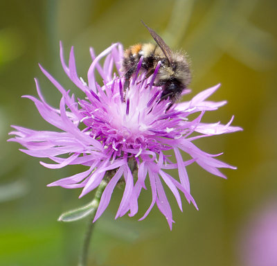 Bee on Flower