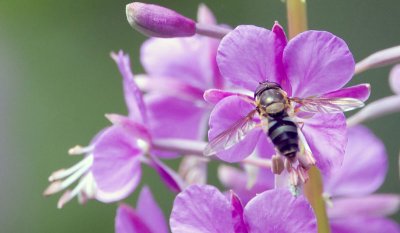 Bee on Flower