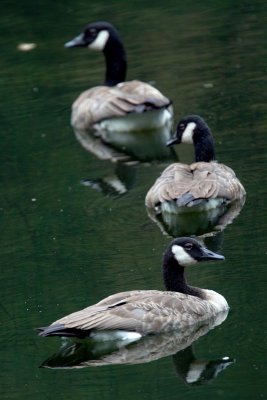 Canadian Geese - Skagit Valley Provincial Park