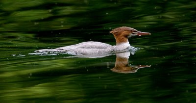 Common Merganser - Skagit Valley Provincial Park