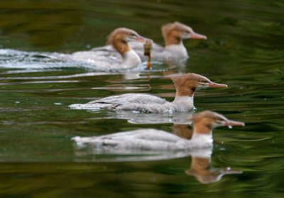 Common Mergansers - Skagit Valley Provincial Park