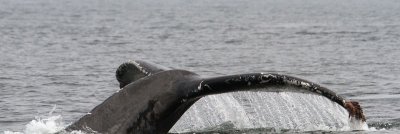 Humpback Whale Fluke
