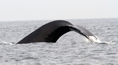 Humpback Whale Fluke