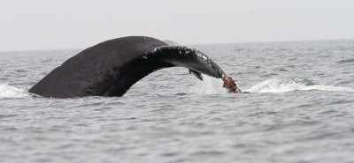 Humpback Whale Fluke