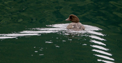 Greater Scaups