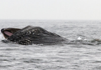 Humpbacked whale Surface Feeding