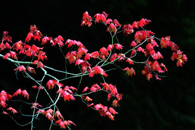 Leaves -- Skagit Valley Provincial Park