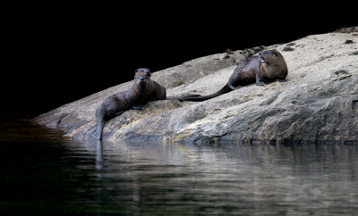 North American Sea Otters