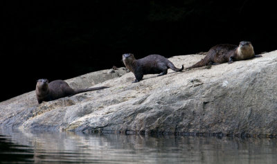 North American River Otters - Skagit Valley Provincial Park