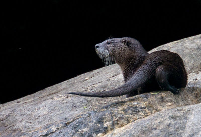 North American River Otters - Skagit Valley Provincial Park