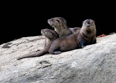 North American River Otters - Skagit Valley Provincial Park