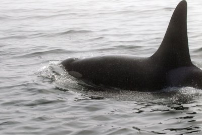 Orca