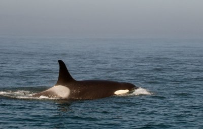 Orca