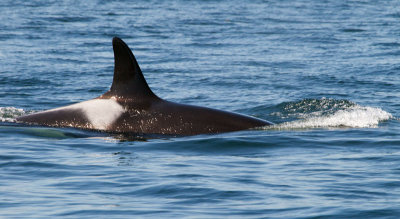 Orca