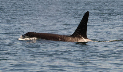 Orca