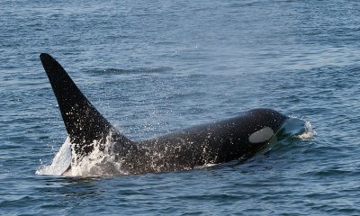 Orca