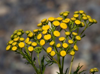 Yellow Flowers - Skagit Valley Provincial Park