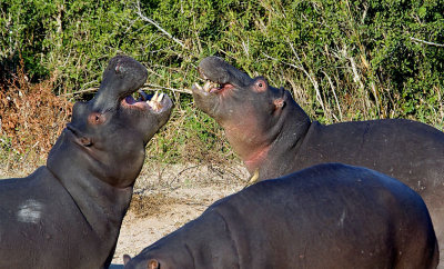 Hippos Singing