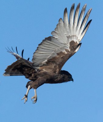 Brown Snake Eagle