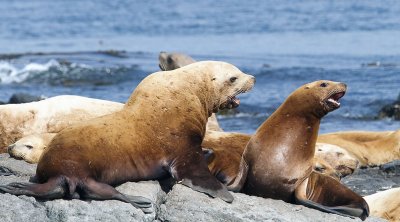 Sea Lions