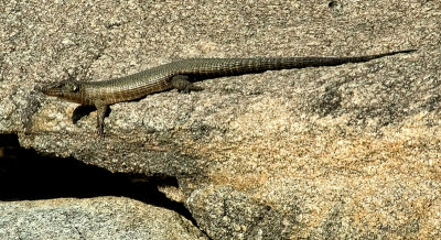 Rough Scaled Plated Lizard
