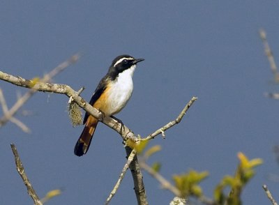 White Throated Robin-chat