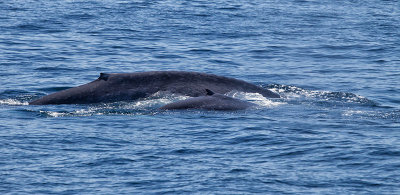 Whale Watching 2012 - Long Beach California