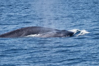 Blue Whale Cow and Calf