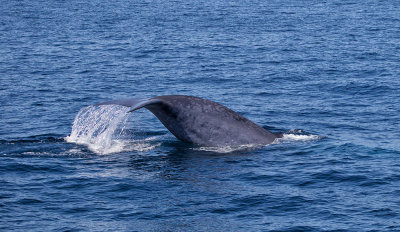 Blue Whale