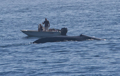 Blue Whale vs Boat Pespective