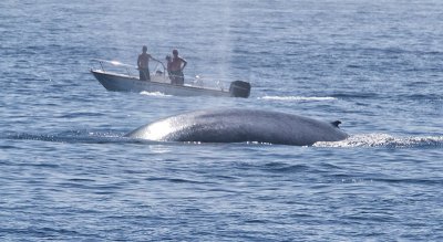 Blue Whale vs Boat Pespective