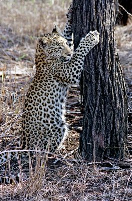 Leopard club Scratching Tree