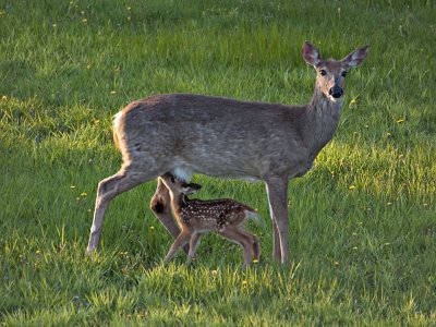 Newborn today Fawn and Mom
