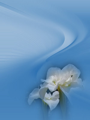 Dreamy White Iris
