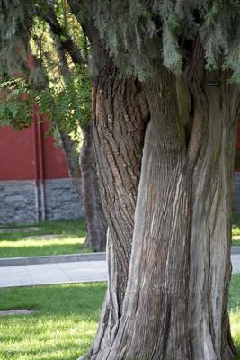 Two trees, one trunk